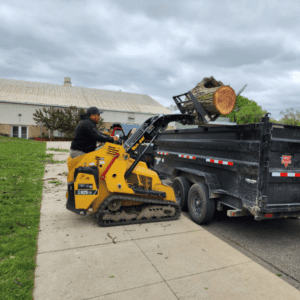 commercial-tree-removal