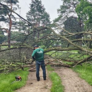 downed-tree