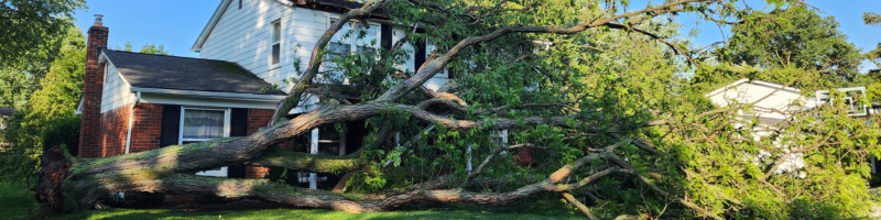 emergency-tree-removal; emergency tree service