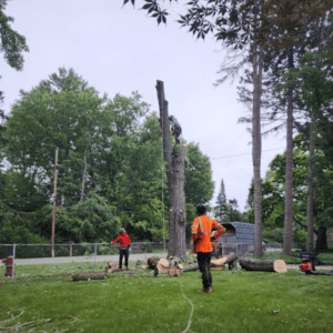 residential-tree-removal