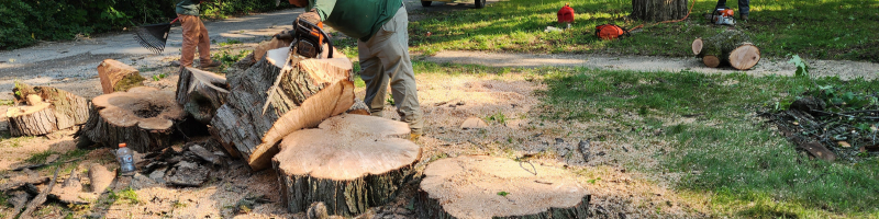 stump-grinding; stump grinding and stump removal