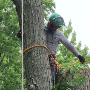 tree-care