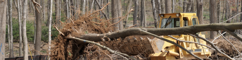 tree-lot-clearing; lot clearing and land clearing