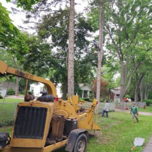 tree-removal