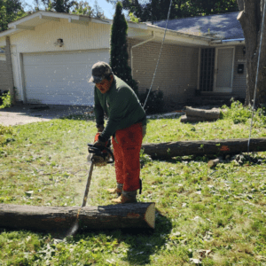 tree-removal3