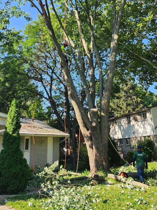 tree-trimming