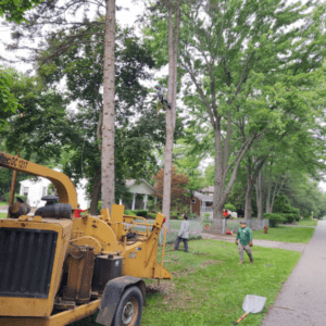 tree-trimming