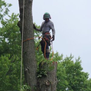 wb-tree-care-experts