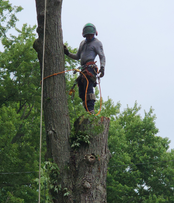 wb-tree1; WB Tree Care; tree service in Oakland County Michigan